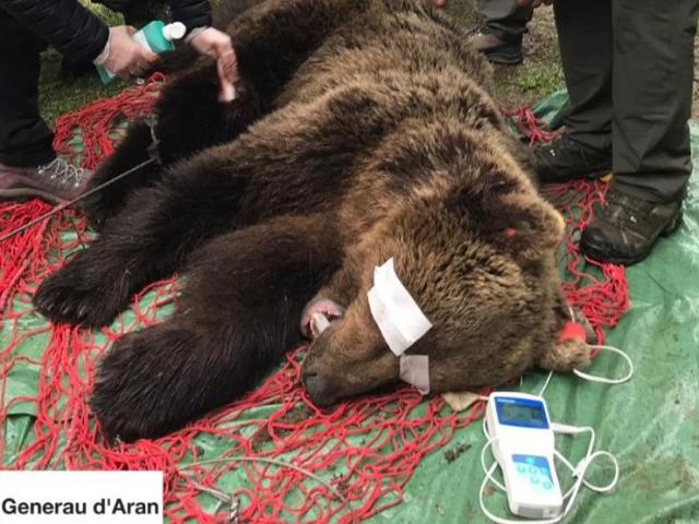Moartea misterioasă a ursului Cachou s-a transformat într-un scandal de stat în Spania. Rezultatele autopsiei au rămas secrete