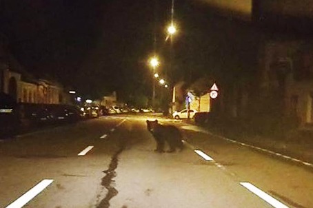 „Razie” în miez de noapte pentru a goni un urs care se plimba liniștit în zona străzilor De Mijloc – Morii – Biz Brasov