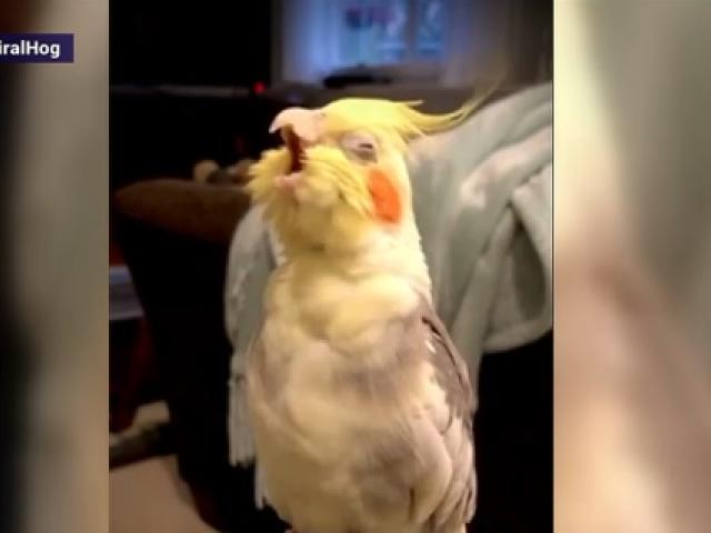 VIDEO. Papagalul care cântă operă