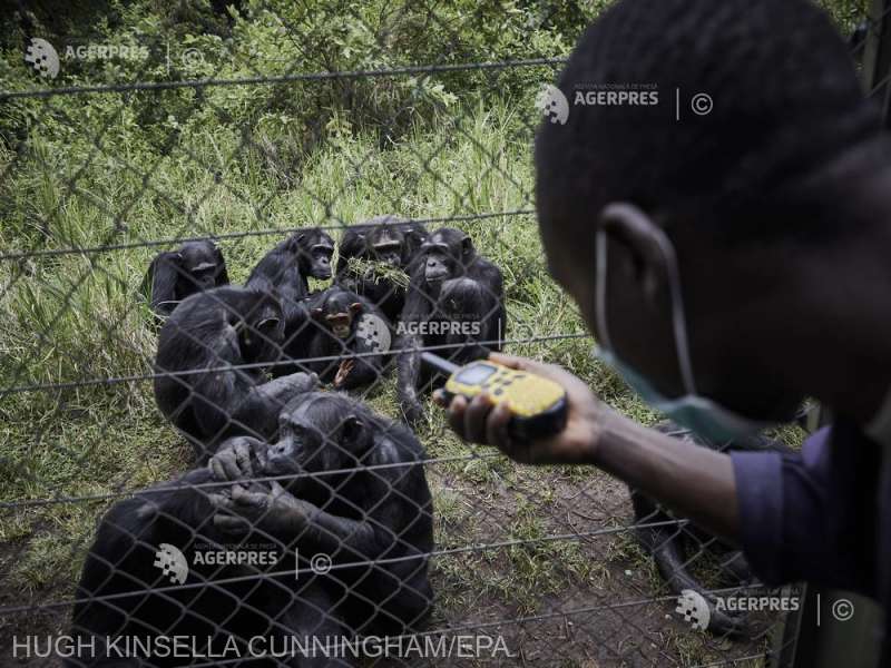 Oamenii sunt capabili să descifreze strigătele cimpanzeilor (studiu)