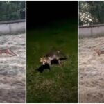 VIDEO. Câteva vulpi s-au stabilit în centrul Aradului şi sunt văzute deseori pe străzile orașului