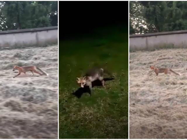 VIDEO. Câteva vulpi s-au stabilit în centrul Aradului şi sunt văzute deseori pe străzile orașului