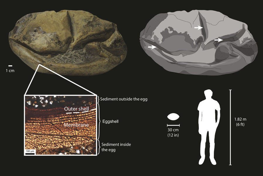 Cel mai vechi ou din Antarctica, mare cât o minge de rugby, a fost depus de o imensă reptilă marină