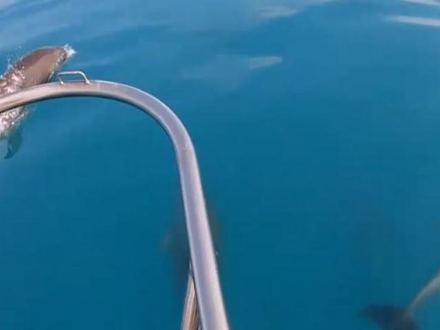 VIDEO | Imagini rare în largul Mării Negre. Delfinii au făcut un adevărat spectacol lângă o ambarcațiune cu turiști