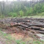 Senator: Transporturile ilegale de lemne s-au dublat față de anul trecut