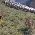 VIDEO Cum încearcă să mâne oile cel mai celebru câine-robot