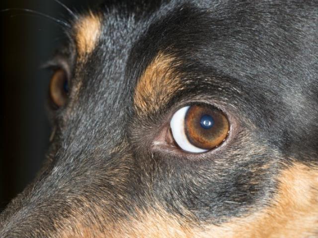Nou caz de cruzime față de animale: Un tânăr și-a asmuțit câinele asupra unui cățel legat care, în final, a sfârșit sfârtecat