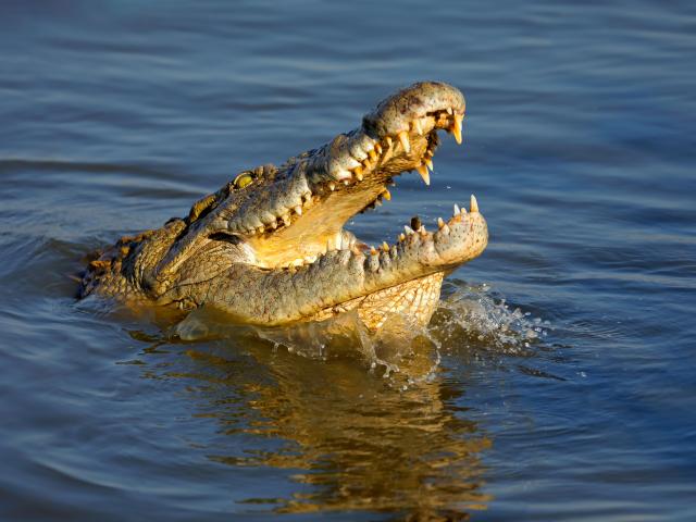 Un crocodil de 250 de kilograme este căutat de poliția spaniolă, în fluviul Duero, cu ajutorul dronei