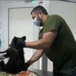 VIDEO. Un pui de urs a rămas prins între stânci, în albia unui râu. Jandarmii l-au salvat și l-au dus la veterinar