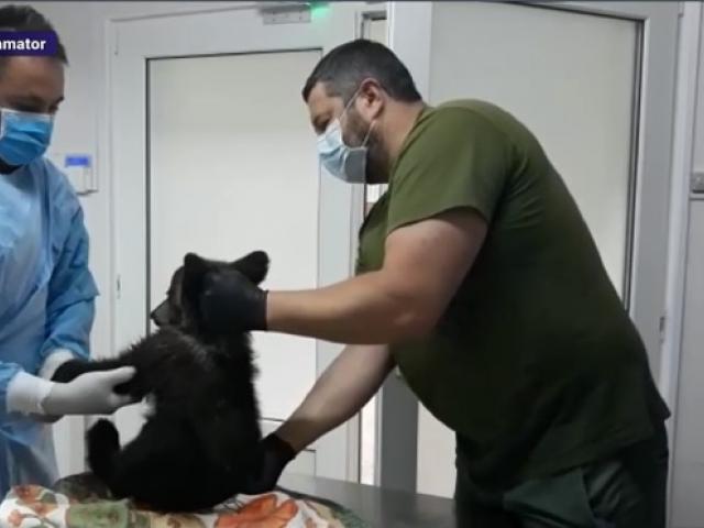VIDEO. Un pui de urs a rămas prins între stânci, în albia unui râu. Jandarmii l-au salvat și l-au dus la veterinar
