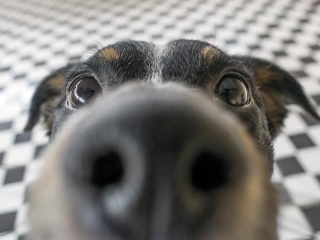 Cercetătorii au demontat mitul potrivit căruia un an din viaţa unui câine e echivalent cu 7 ani la om