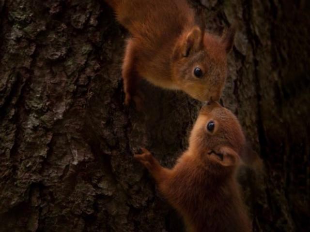O fotografă a ajuns să aibă grijă de doi pui de veveriță rămași orfani, iar povestea lor a devenit virală