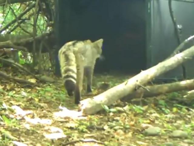 VIDEO | Pisică sălbatică surprinsă de o cameră de monitorizare, într-o pădure a Ocolului Silvic Căiuți