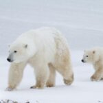 Aproape toți urșii polari ar putea muri în următorii 80 de ani (studiu)