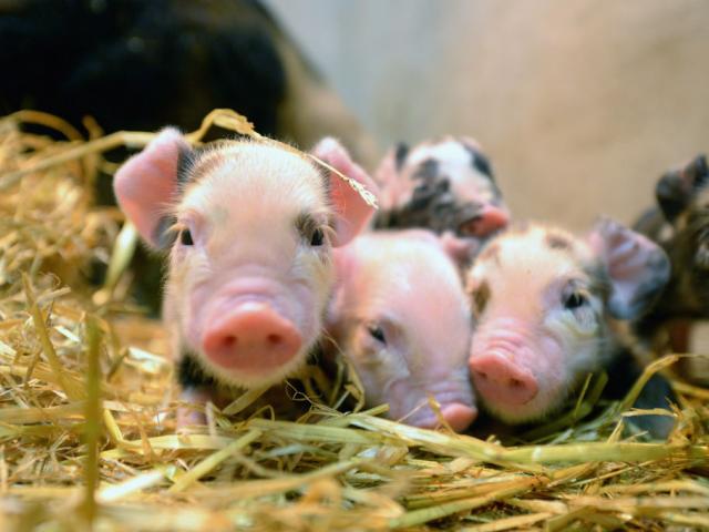 Cercetătorii ungari încearcă să afle dacă porcii sunt animale de companie mai bune decât pot fi câinii
