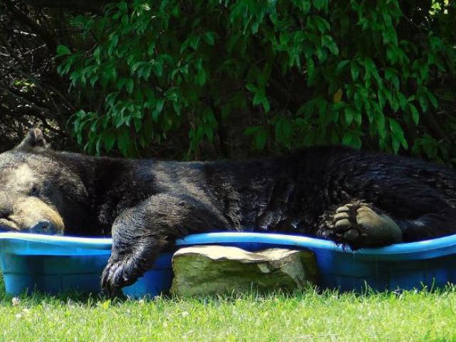 Un urs negru a fost surprins relaxându-se într-o piscină pentru copii