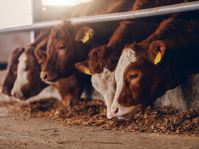 Veterinarii etiopieni au descoperit 50 de kilograme de plastic în stomacul unei vaci