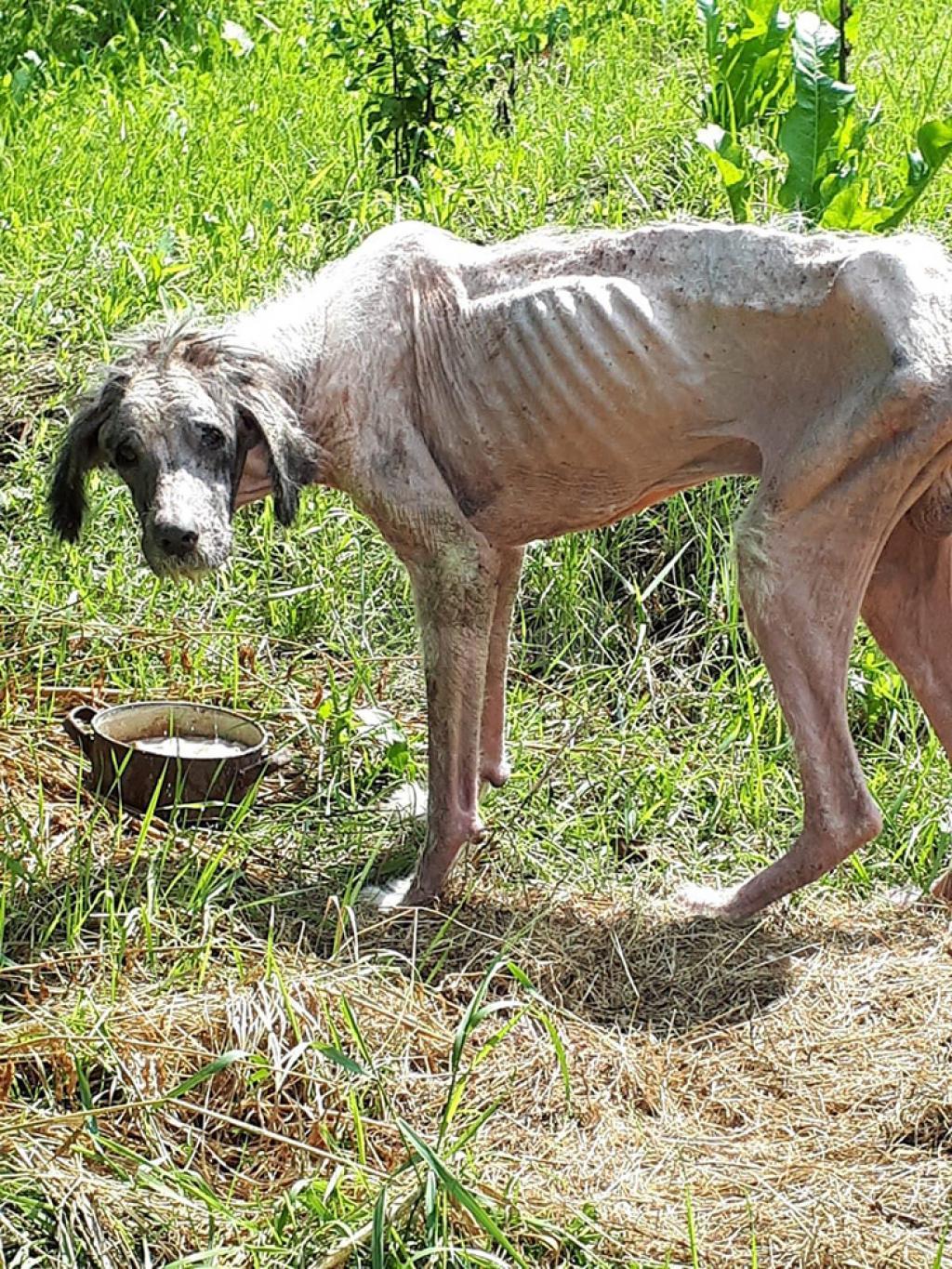Imagini cutremuratoare cu un caine care a ajuns piele si os dupa ce nu a mai fost hranit