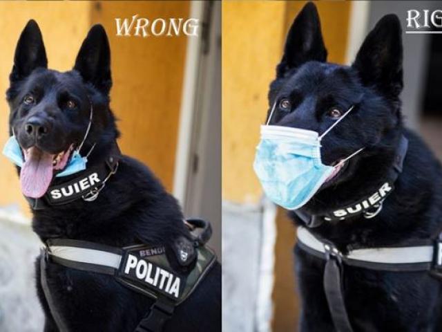 Fotografie virală pe Facebook: Câinele poliţist Şuier arată cum se poartă corect masca de protecţie