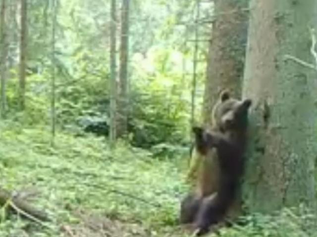 Imagini amuzante. Un ursuleț a fost surprins de cameră în timp ce se scarpină de scoarța unui copac