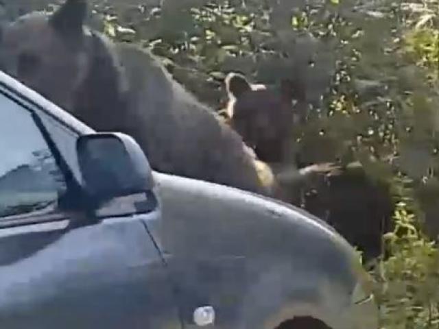 Imagini revoltătoare de la munte. Turiștii au lovit intenționat cu mașina o ursoaică și puii ei pentru că veniseră la mâncarea lor