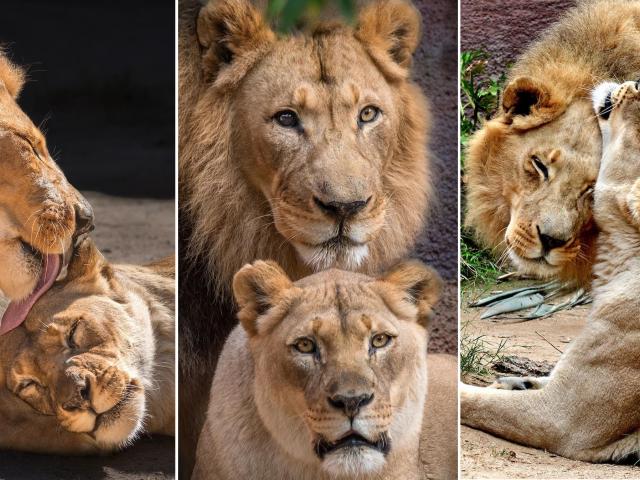 Doi lei bătrâni au fost eutanasiați împreună, pentru a nu fi nevoiți să trăiască singuri. Povestea emoționantă a lui Hubert și Kalisa