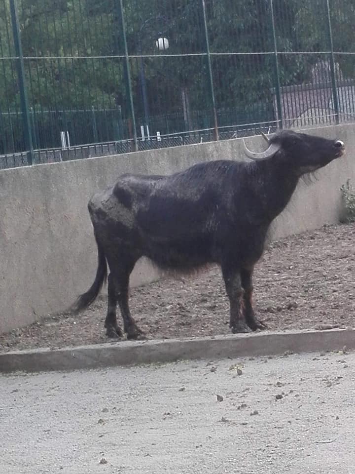 Animalele de la Zoo din Craiova, ţinute în condiţii mizere – GAZETA de SUD