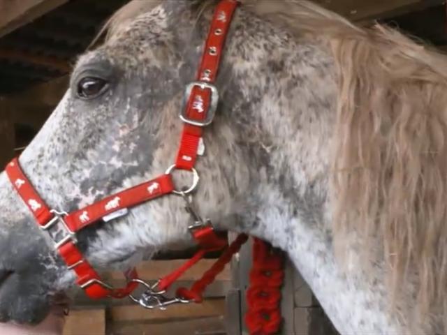 Poveștile triste ale celui mai mare sanctuar de cai din Europa ar putea sfârși tragic, din cauza pandemiei