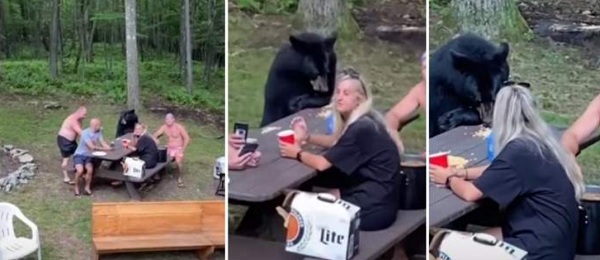 Urs masiv chemat la masa unor turiști aflați la picnic. Oamenii beau, râd și filmează animalul (Video)
