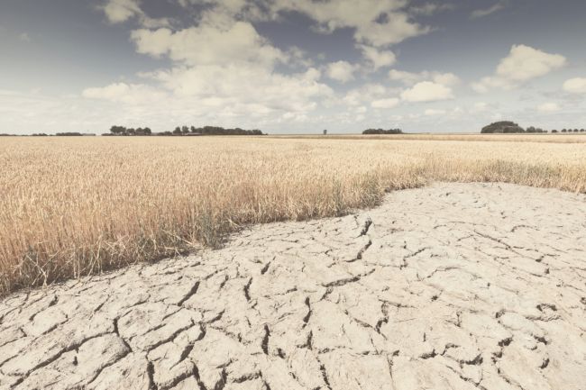 Ajutorul pentru secetă, plătit începând cu 10 septembrie – Jurnalul de Ilfov