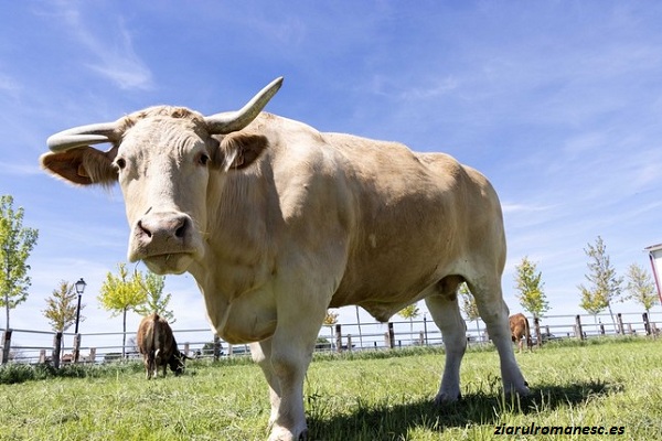 Cel mai mare şi scump bou din lume trăieşte în Spania. Animalul cântăreşte aproape două tone