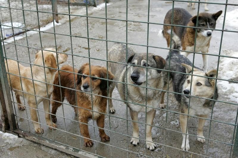 Adăpost modern pentru câinii fără stăpân din Florești. Pivariu: „Ne vom ocupa de pregătirea animalelor pentru adopție”