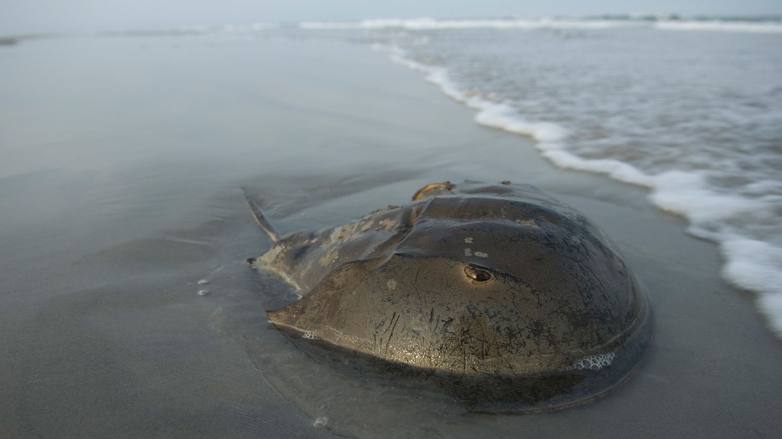 Animalele marine care ar putea furniza o soluție pentru vaccin