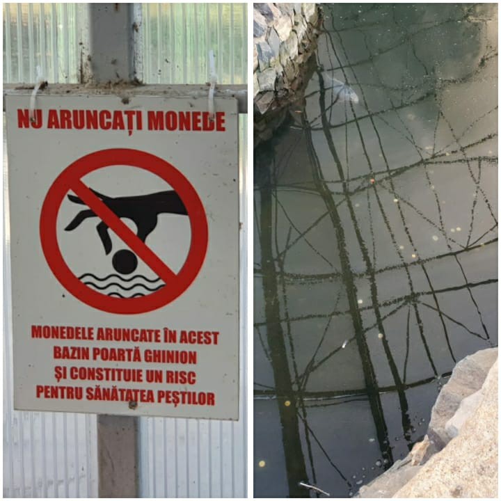 La MICROREZERVAŢIA de la DELFINARIU se ARUNCĂ cu BANI