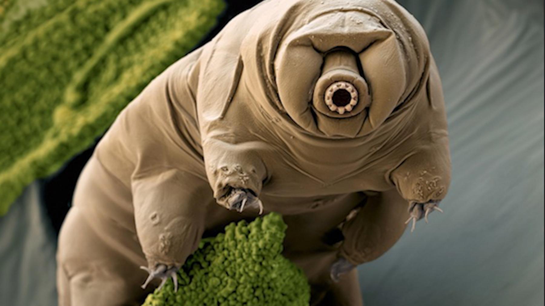 Încă o descoperire surpriză despre tardigrade: radiațiile extrem de puternice la care rezistă