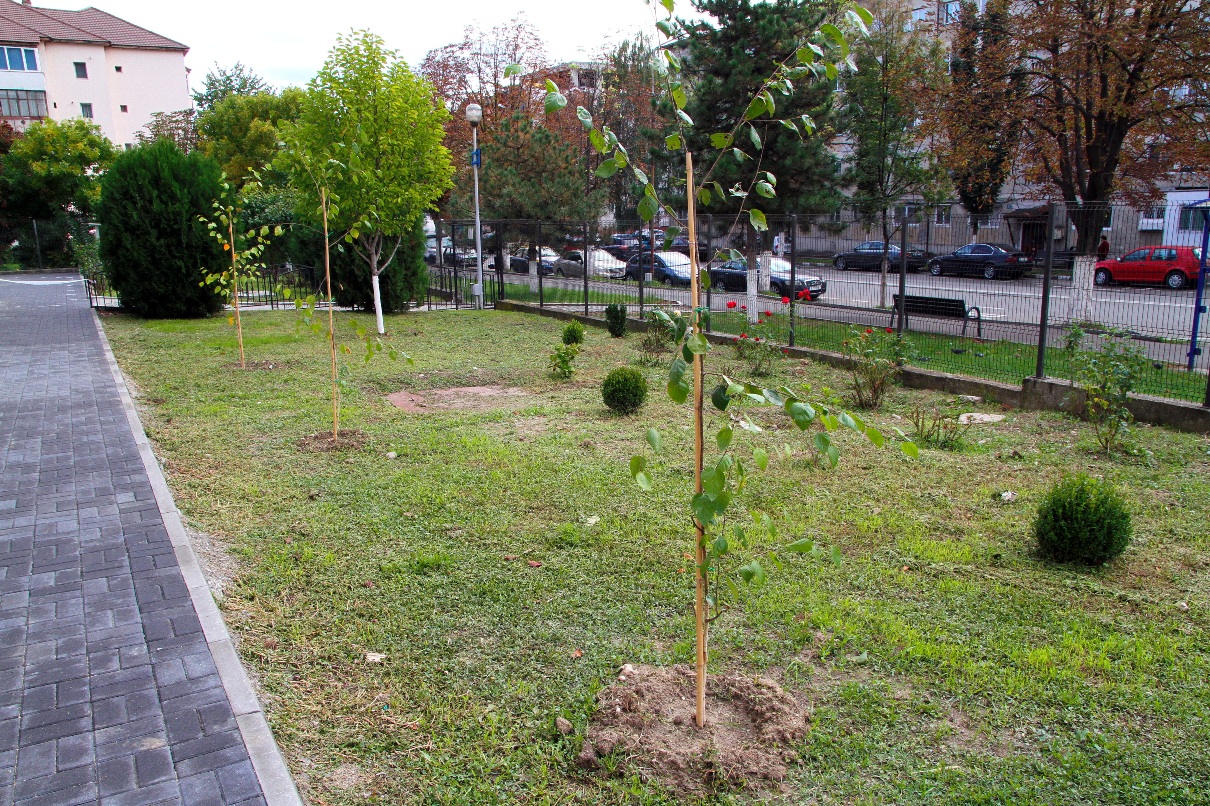 Plantări de arbori şi arbuşti la Râmnicu Vâlcea – GAZETA de SUD