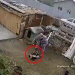 Bătrâne cercetate după ce au furat un câine din vecini pentru că animalul lătra (VIDEO) – Monitorul de Galati – Ziar print si online