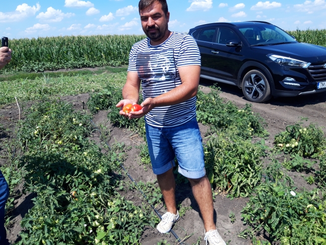 Marius Kiss a lăsat Italia pentru a deveni producător de legume în Checea Timiș