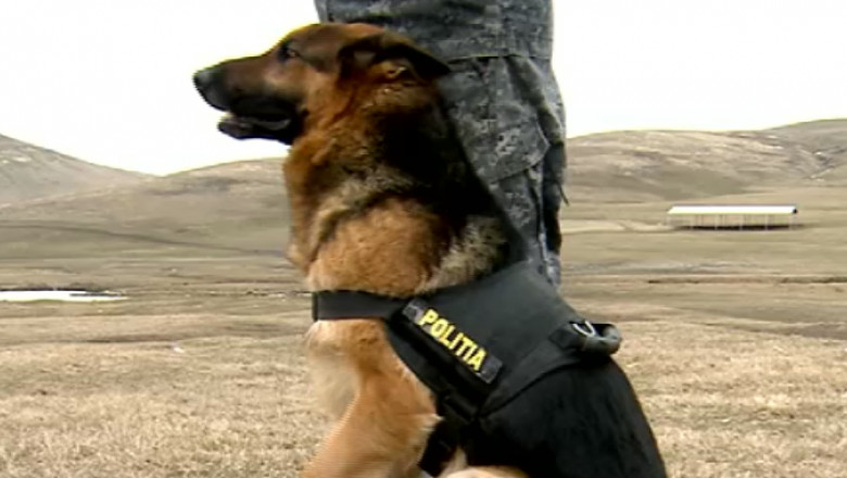 Poliția Animalelor angajează veterinari la Brașov – Biz Brasov