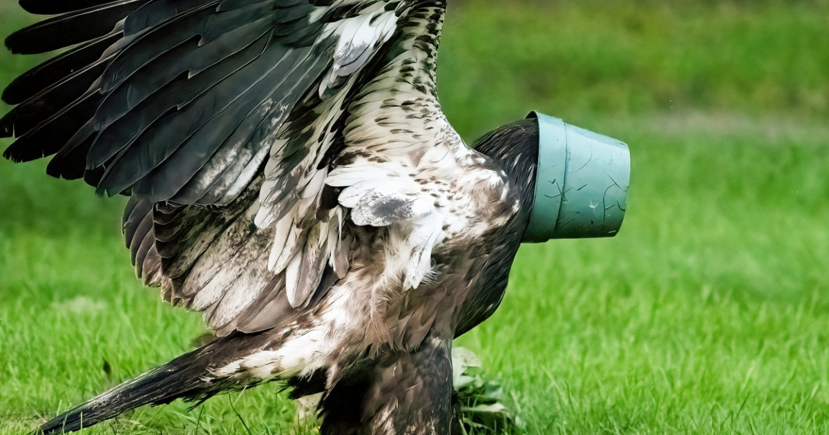 Un vultur cu chef de joacă și-a blocat, fără să vrea, capul într-un vas pentru flori