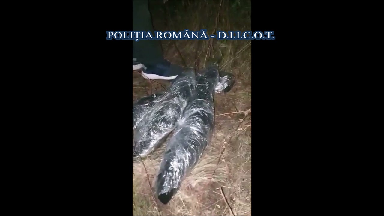 (VIDEO) Suspecţi de trafic de droguri, reţinuţi de poliţişti