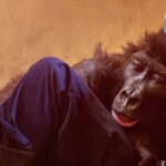 VIDEO. Ndakazi, gorila făcută celebră de un selfie, a murit. Avea 14 ani și s-a stins în brațele celui care a îngrijit-o toată viața