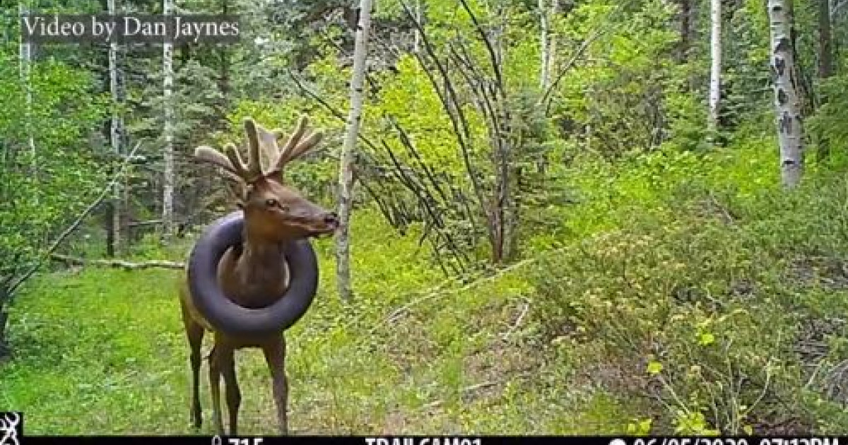 Doi „specialiști în faună sălbatică” au tăiat coarnele unui elan în loc să taie anvelopa blocată în jurul gâtului