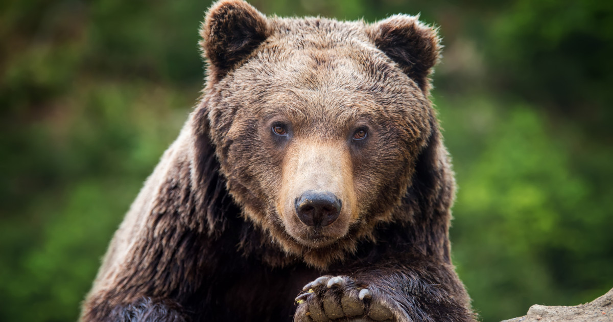 Trei urşi de pe fonduri cinegetice din judeţul Harghita vor fi împuşcaţi, în baza unor ordine ale ministrului Mediului