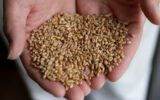 România devansează Rusia pe piaţa grâului din Egipt. Cerealele din Europa, căutate de țări din întreaga lume