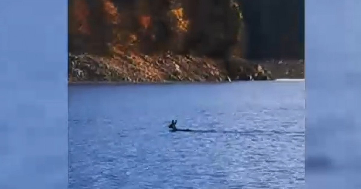 VIDEO. Căprioară, filmată în timp ce traversează înot lacul Bicaz