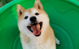 Un câine Shiba Inu abandonat a fost vândut la licitație cu 25.000 de dolari. Cum a ajuns Deng Deng în această situație?