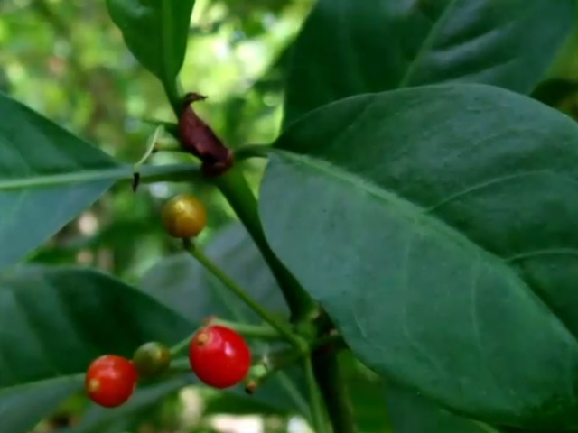 Cercetătorii au descoperit „ibuprofenul” vegetal