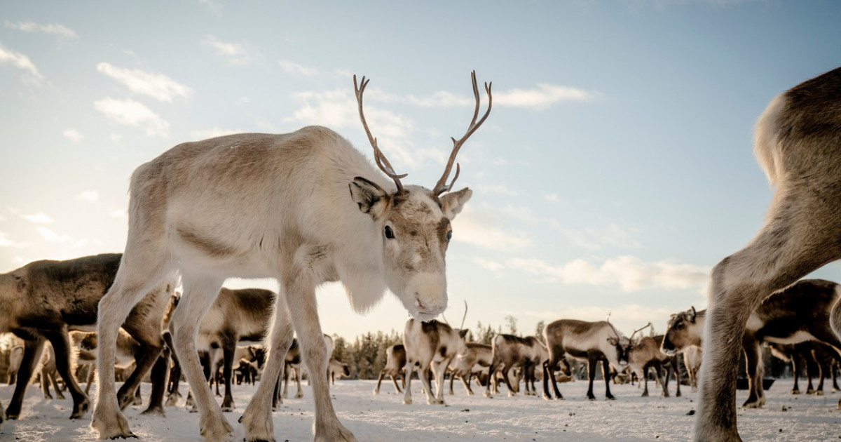 Invazie pe tărâmul renilor. Populația sami se teme că Laponia va deveni un uriaș parc industrial