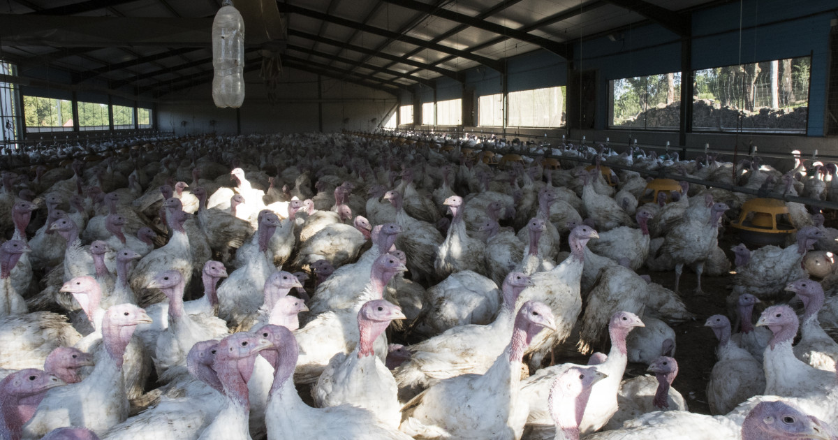 Polonia și Marea Britanie anunță că au focare de gripă aviară cu tulpina înalt patogenă